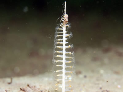 Scottish Creel Fishermen's Federation : Sea Pen